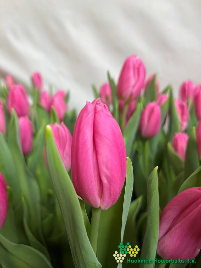 Pink Flag - Haakman Flowerbulbs
