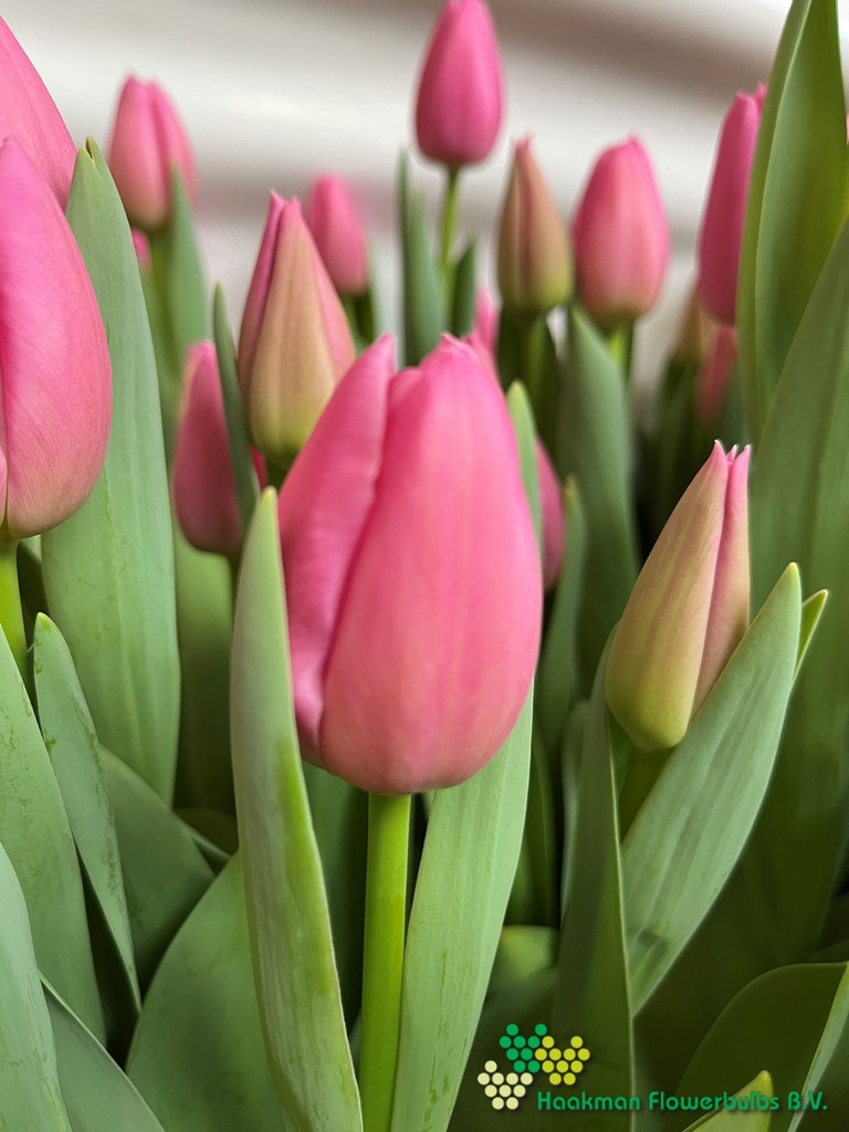 Pink Twist - Haakman Flowerbulbs