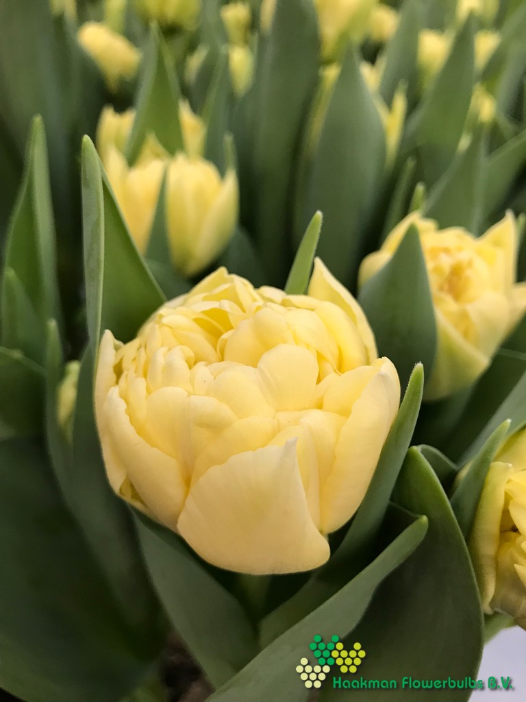 Piste - Haakman Flowerbulbs