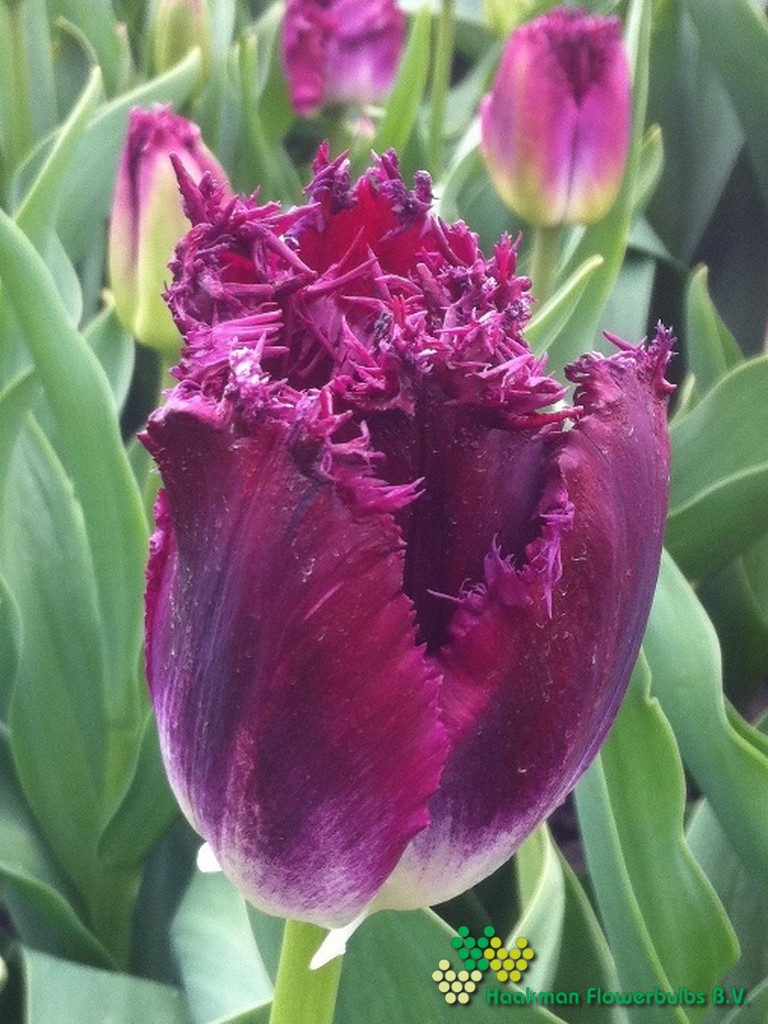 Purple Crystal - Haakman Flowerbulbs