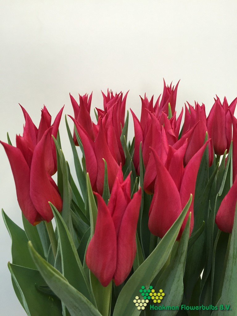 Queen Rania - Haakman Flowerbulbs