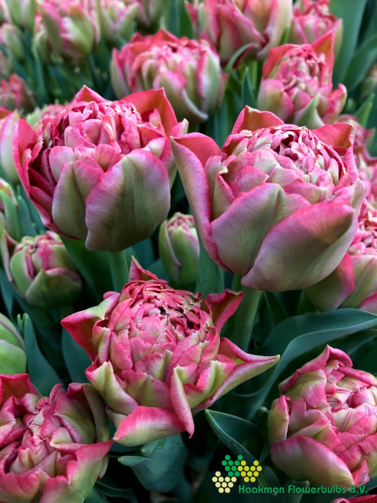 Quinty Trustfull - Haakman Flowerbulbs