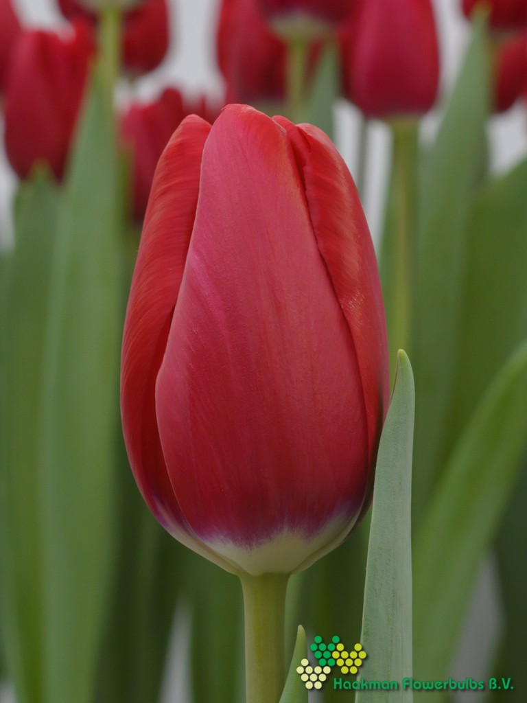 Red Angel - Haakman Flowerbulbs