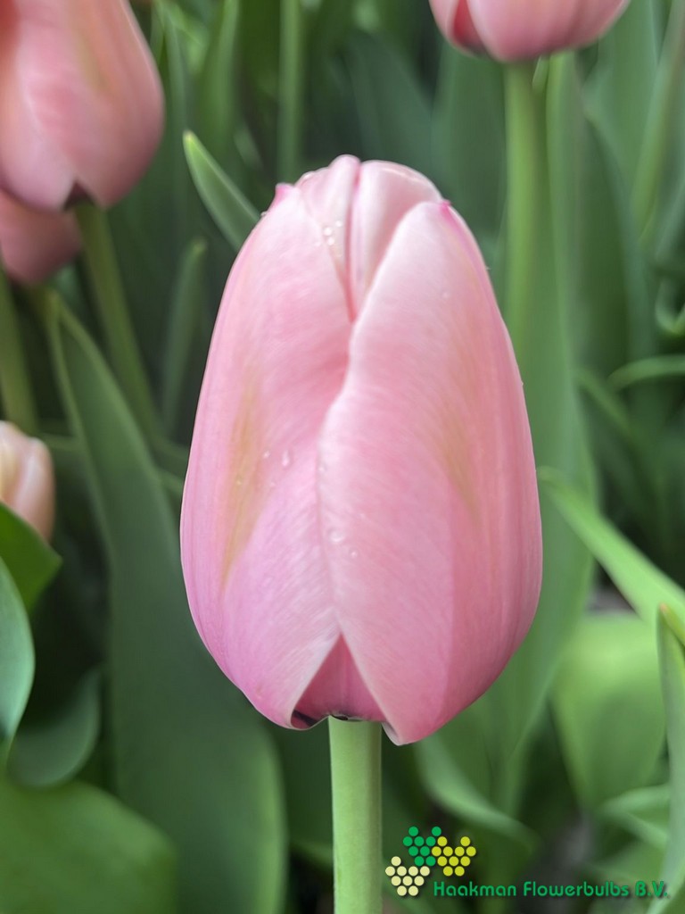Salmon Impression - Haakman Flowerbulbs