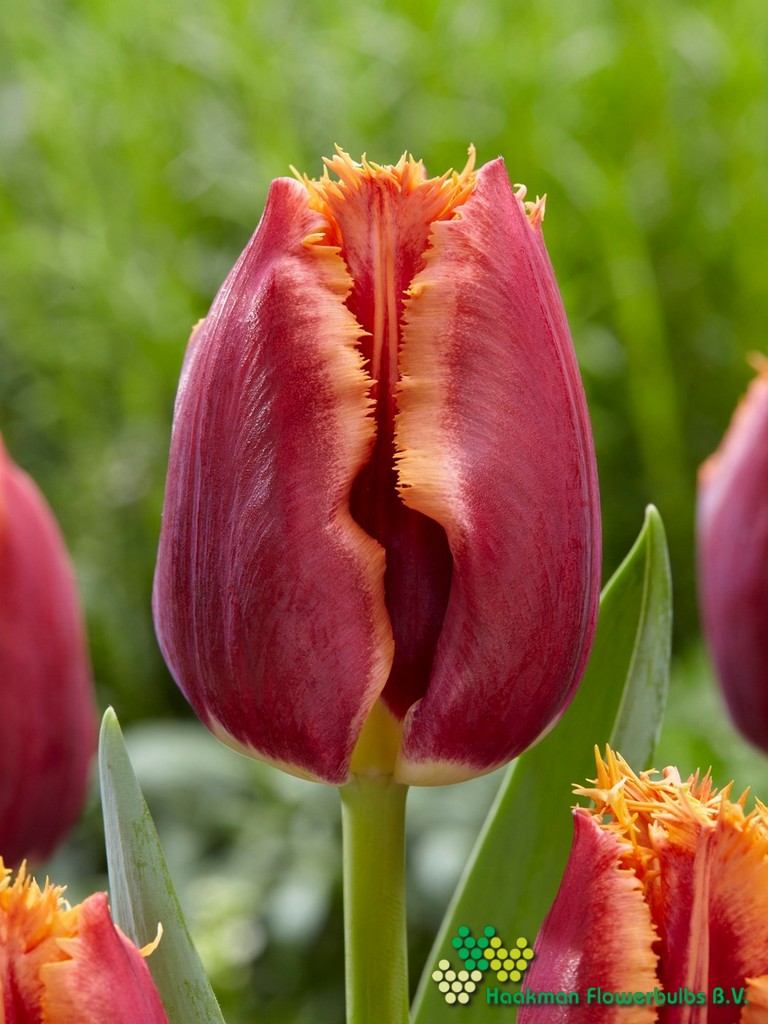 San Bernardo - Haakman Flowerbulbs