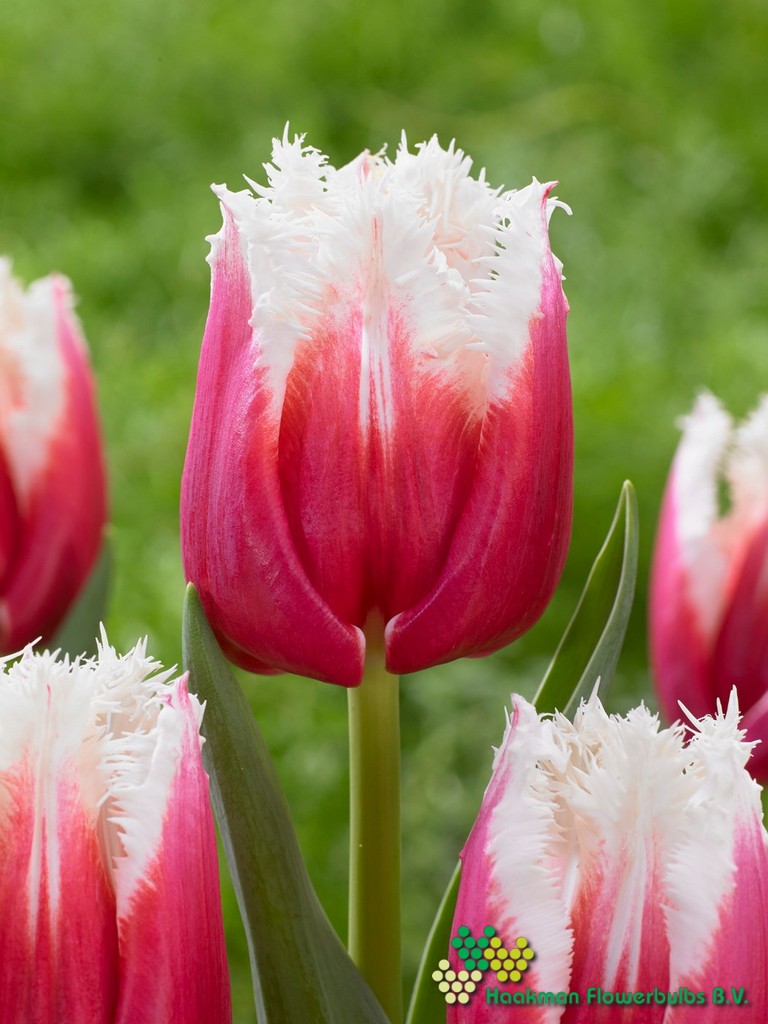 San Leandro - Haakman Flowerbulbs