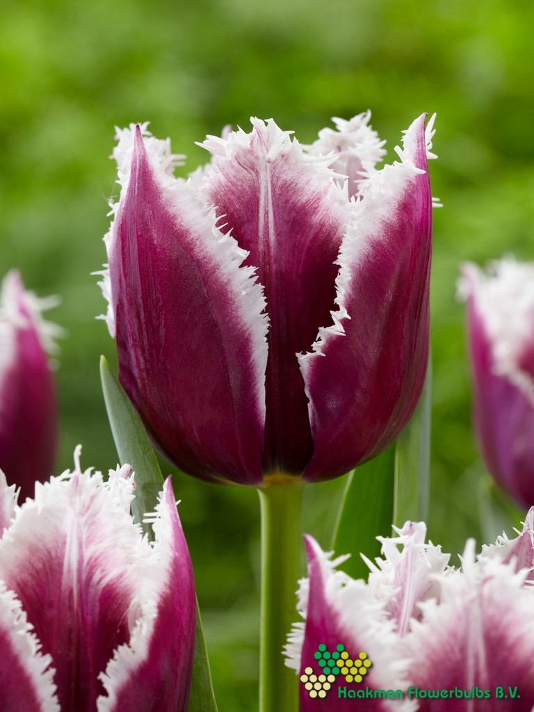 San Martin - Haakman Flowerbulbs