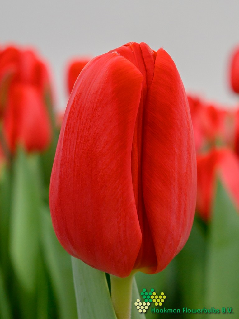 Spot on - Haakman Flowerbulbs