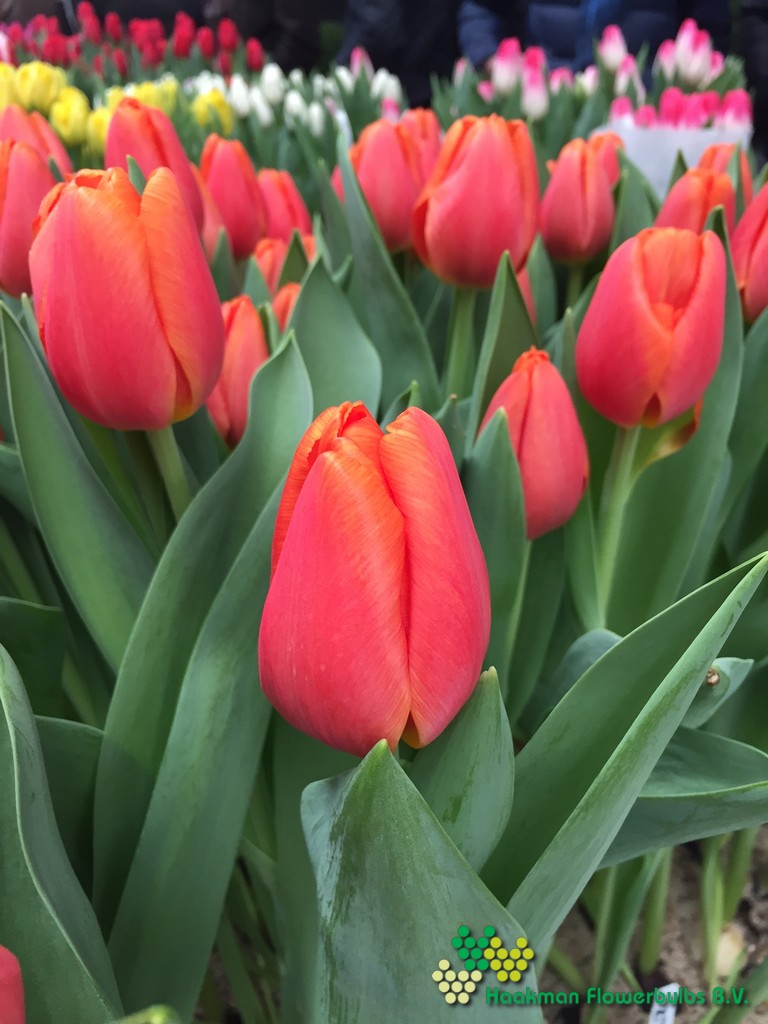 Time Out - Haakman Flowerbulbs