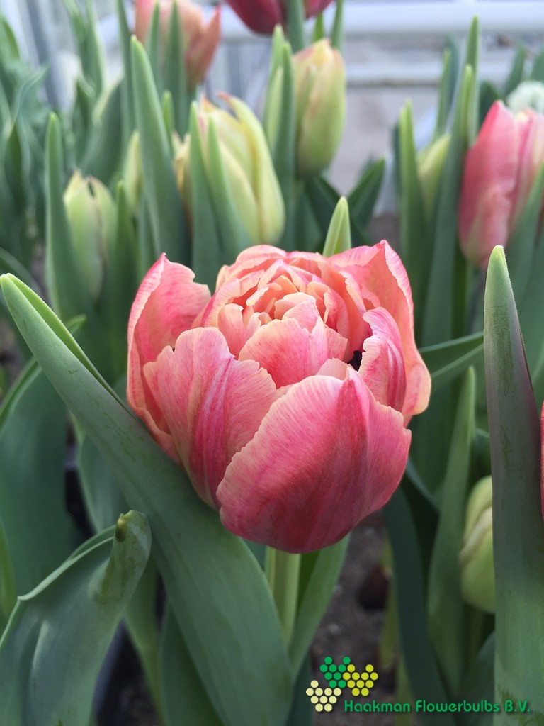Verona Sunrise - Haakman Flowerbulbs