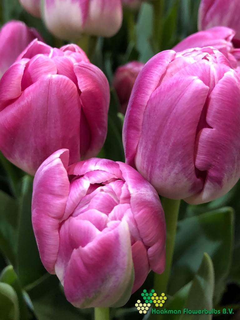 Voque - Haakman Flowerbulbs