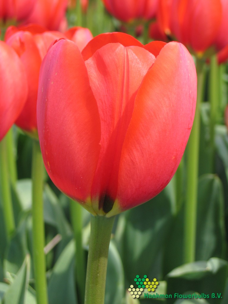 Worlds Fire - Haakman Flowerbulbs