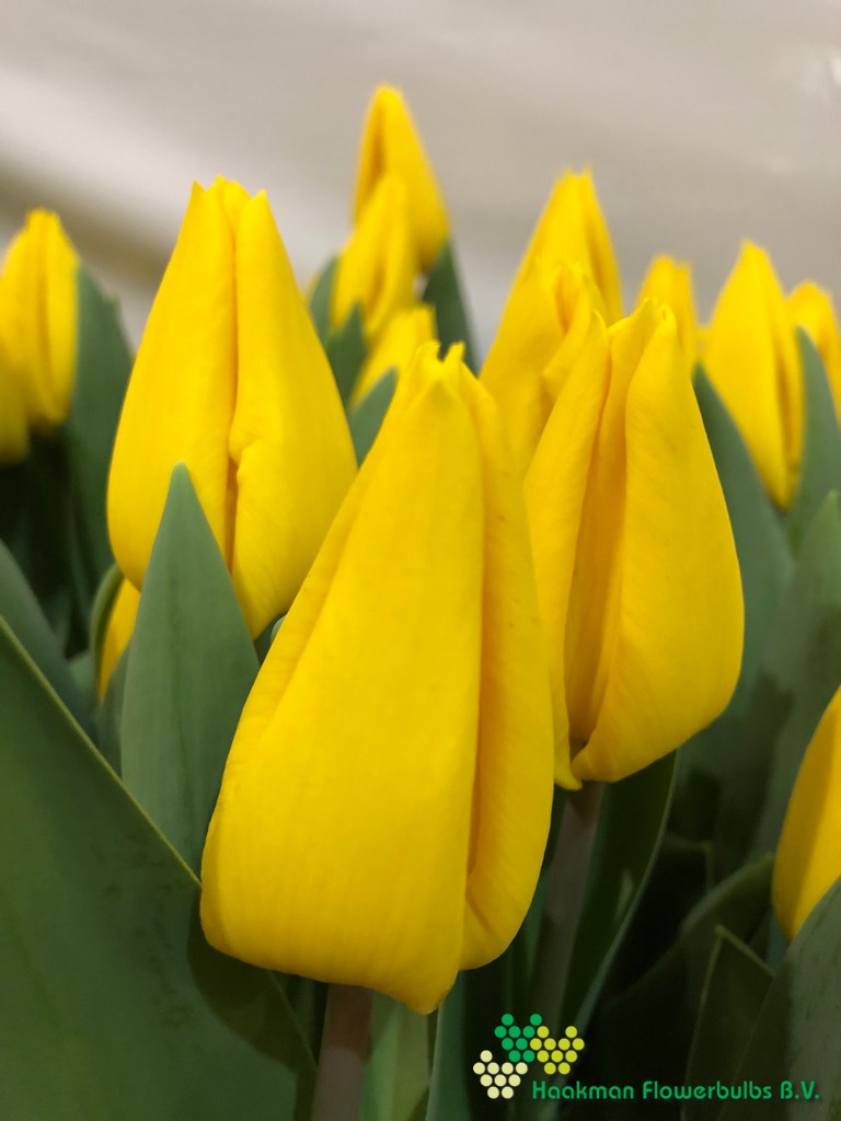 Yellow Flight - Haakman Flowerbulbs