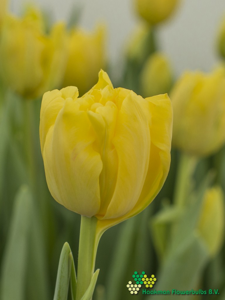 Yellow Margarita - Haakman Flowerbulbs