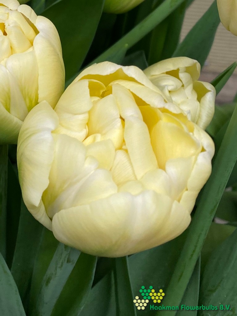 Yukon - Haakman Flowerbulbs