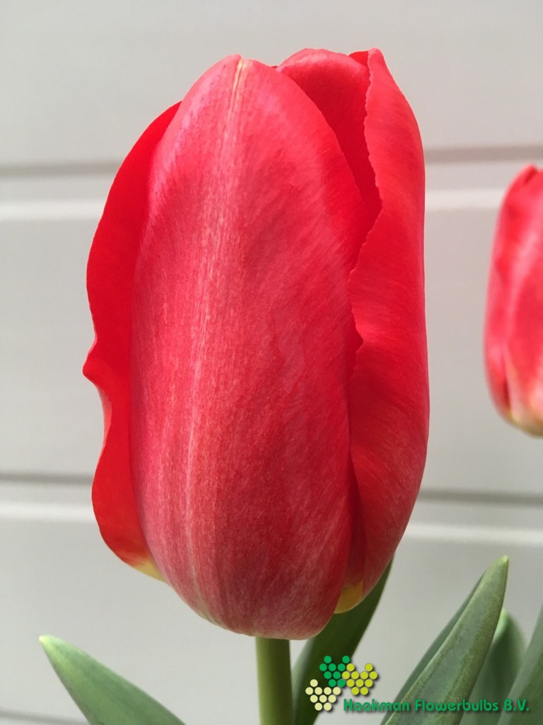 Barcelona Rojo - Haakman Flowerbulbs