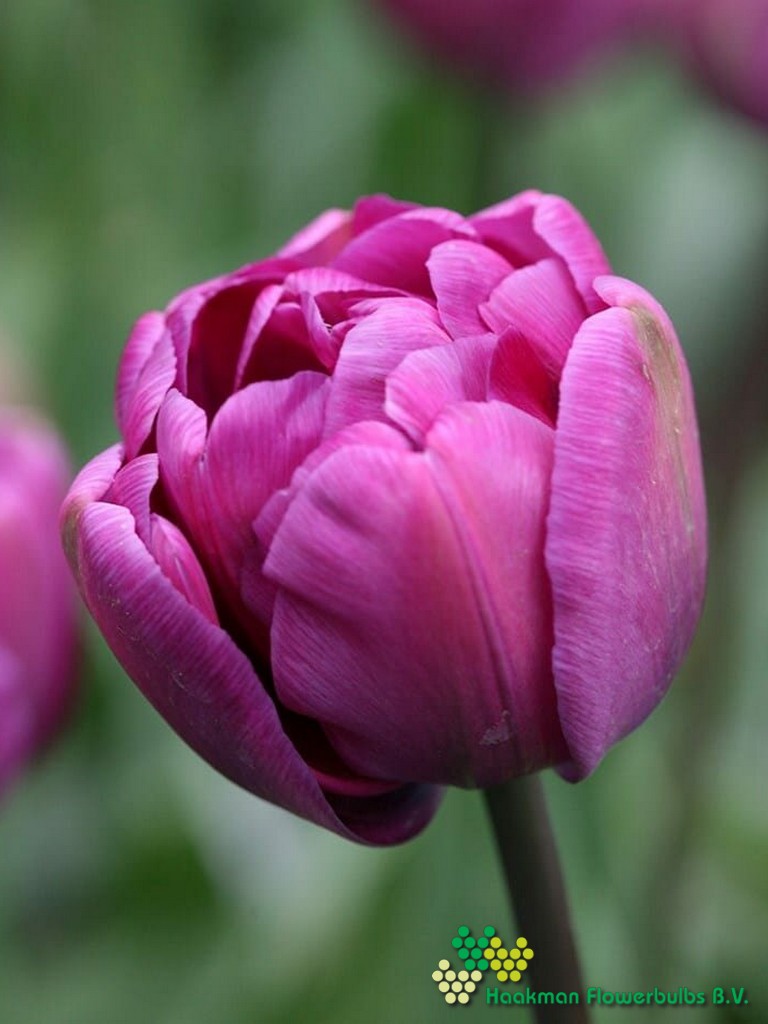 Blue Diamond - Haakman Flowerbulbs