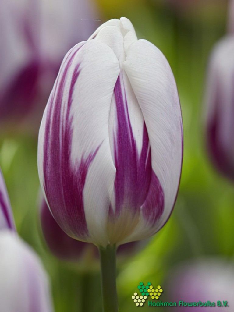 Flaming Flag - Haakman Flowerbulbs