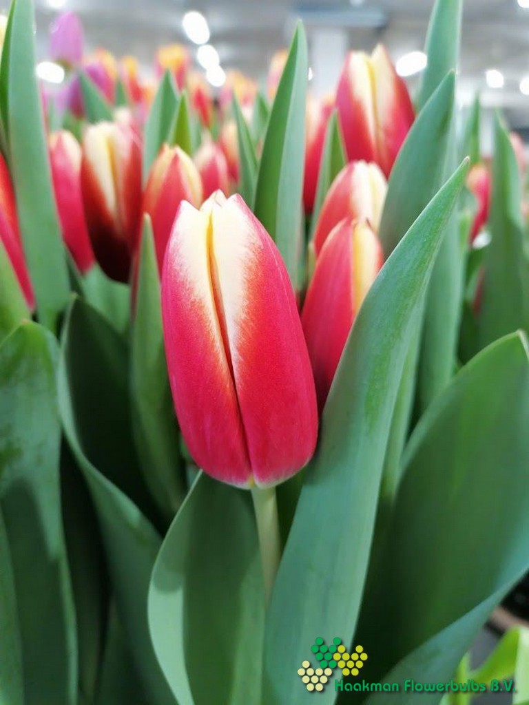 Go Max - Haakman Flowerbulbs