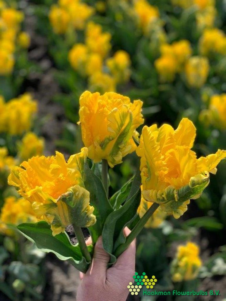 Gold Race - Haakman Flowerbulbs