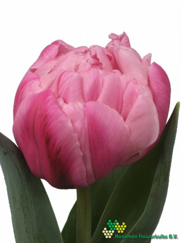 Maitresse - Haakman Flowerbulbs
