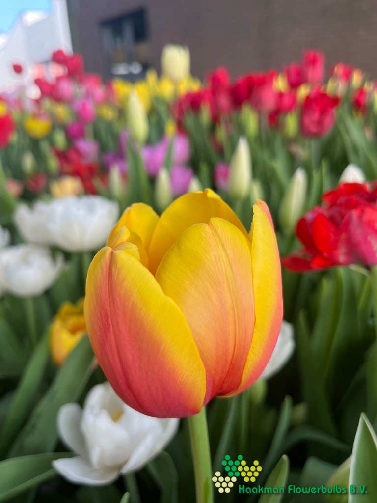 Marit - Haakman Flowerbulbs