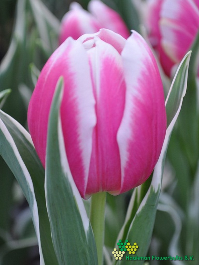 Mark Design - Haakman Flowerbulbs