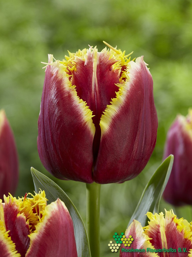 Mercure - Haakman Flowerbulbs
