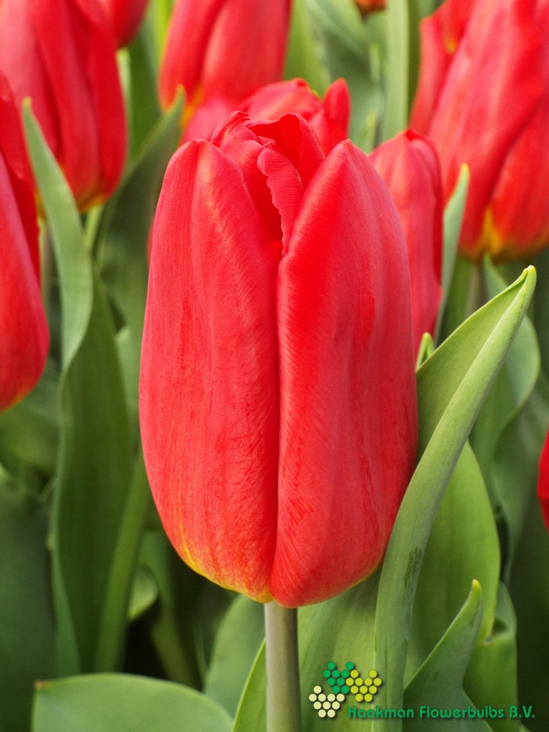 Red Gold - Haakman Flowerbulbs