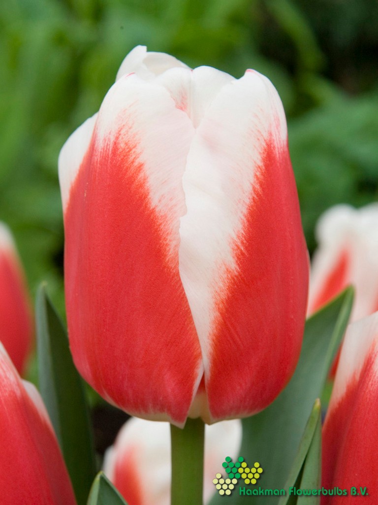 Roman Empire - Haakman Flowerbulbs