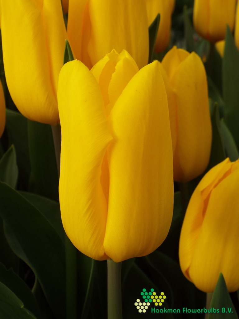 Strong Gold - Haakman Flowerbulbs