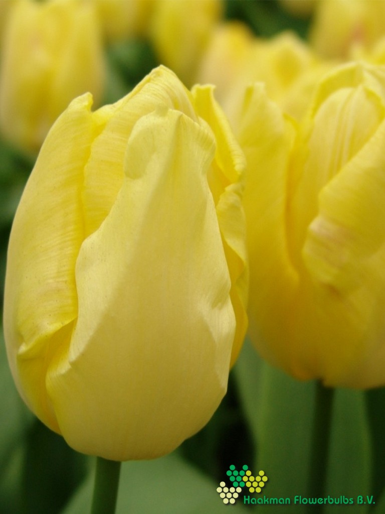 Sunny Prince - Haakman Flowerbulbs