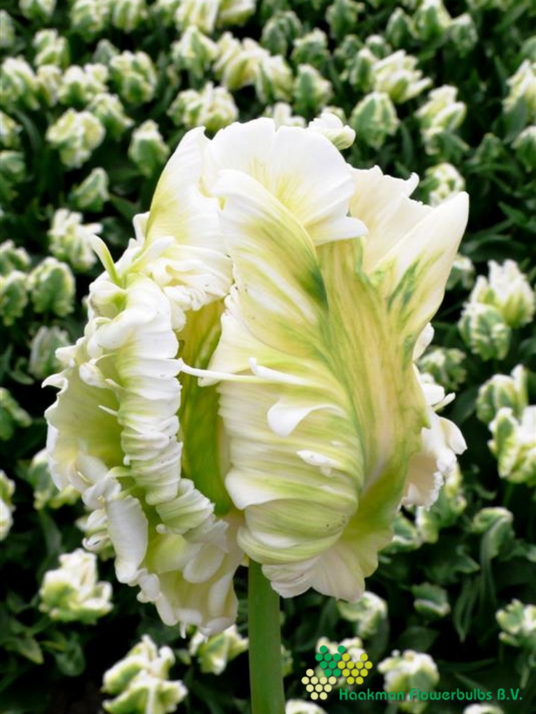 Super Parrot - Haakman Flowerbulbs
