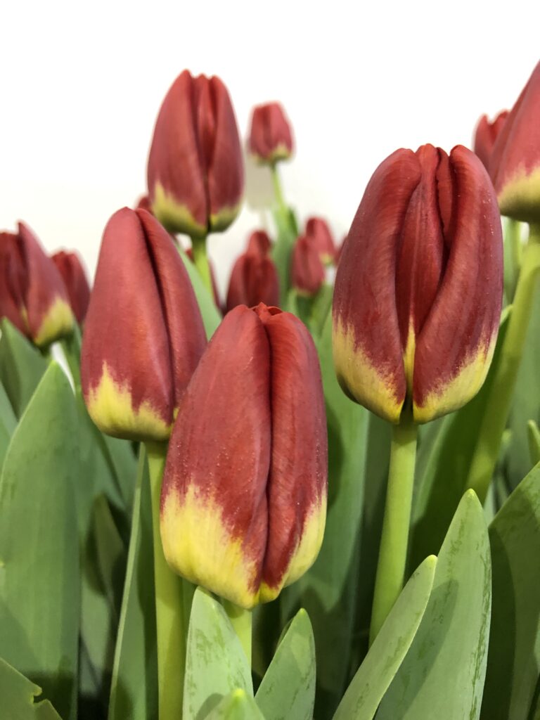 Antarctica Fire - Haakman Flowerbulbs