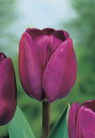 Negrita - Haakman Flowerbulbs