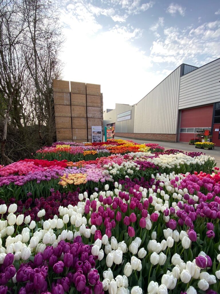 Tulip Trade Event 2021