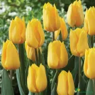 Yellow Flight