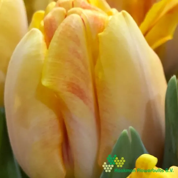 Tulp Foxy Foxtrot