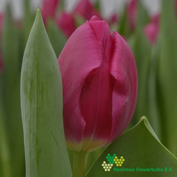 Tulp Galibier