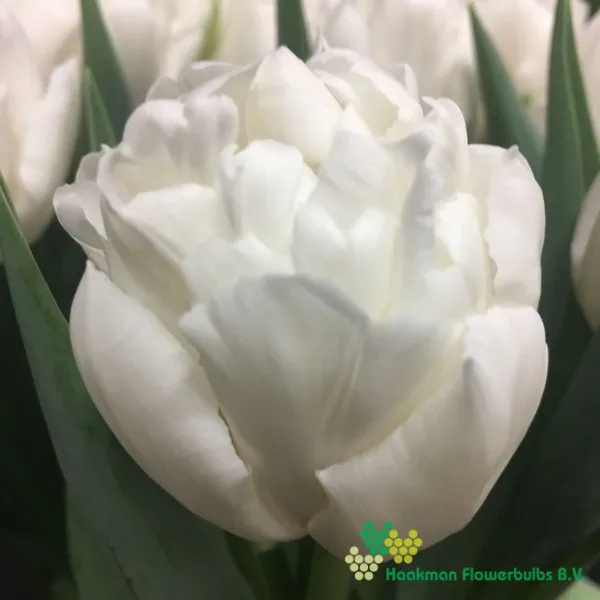 Tulipa Galileo