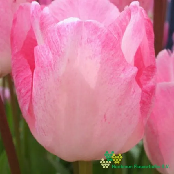 Tulp Gander’s Rhapsody
