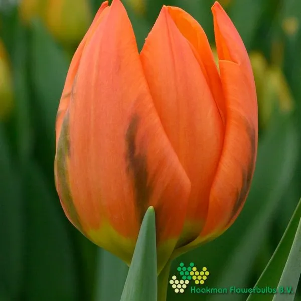Tulp Gaston