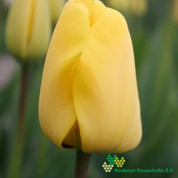 Tulp Golden Apeldoorn