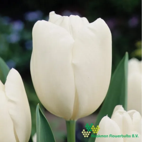 Tulp Hakuun