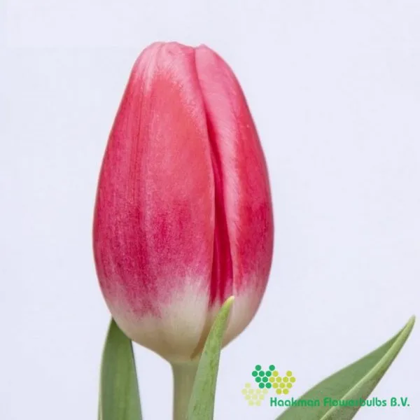 Tulp Happy Spring