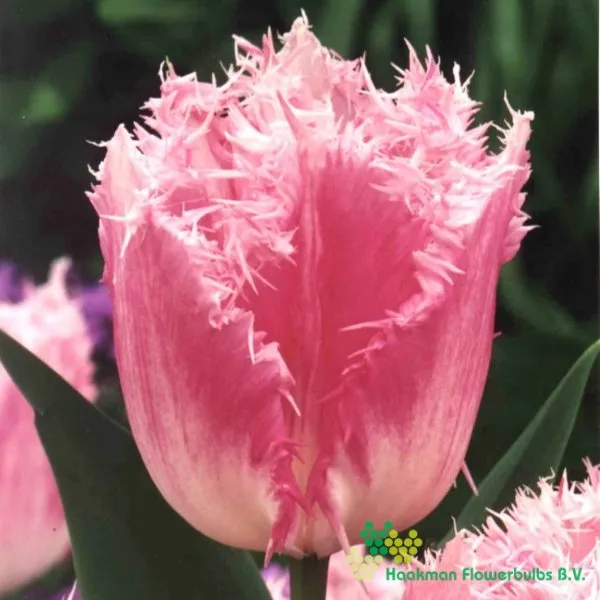 Tulp Huis Ten Bosch