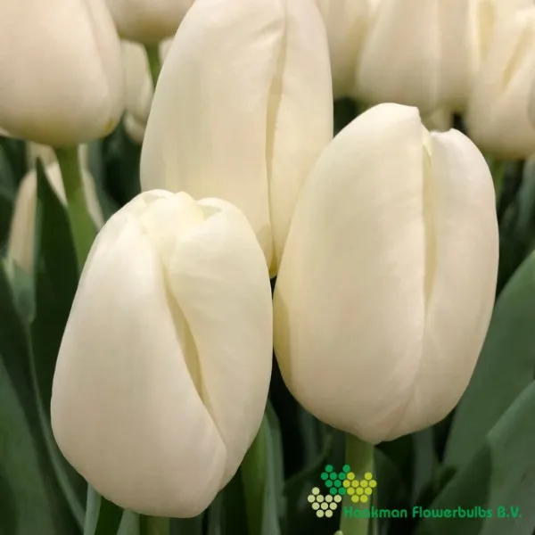 Tulp Ice Rif