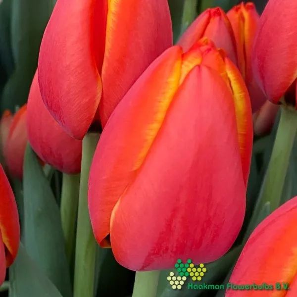 Tulipa World’s Favourite