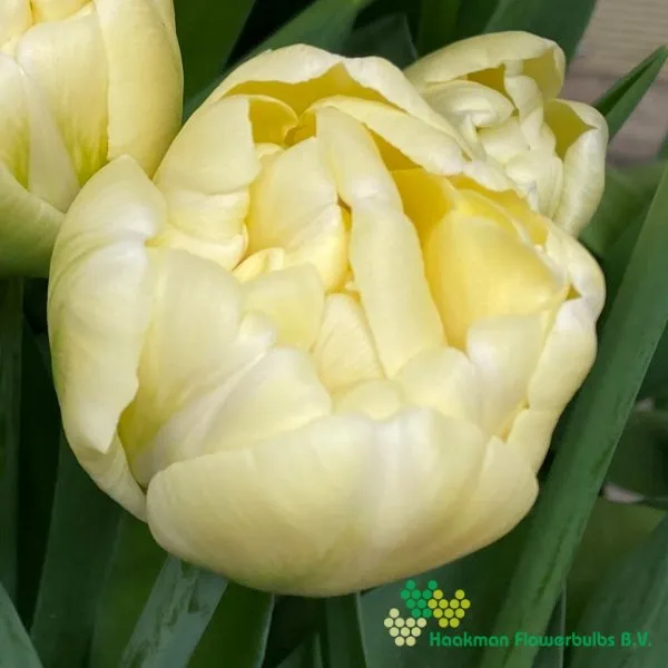 Tulp Yukon