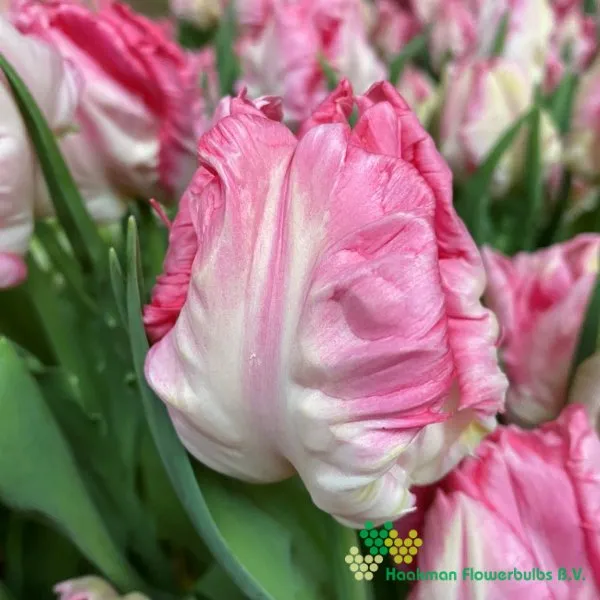 Tulp Zambesi
